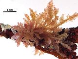 2 - Tallo epifita su Cystoseira amentacea var. stricta